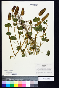 Trifolium incarnatum image