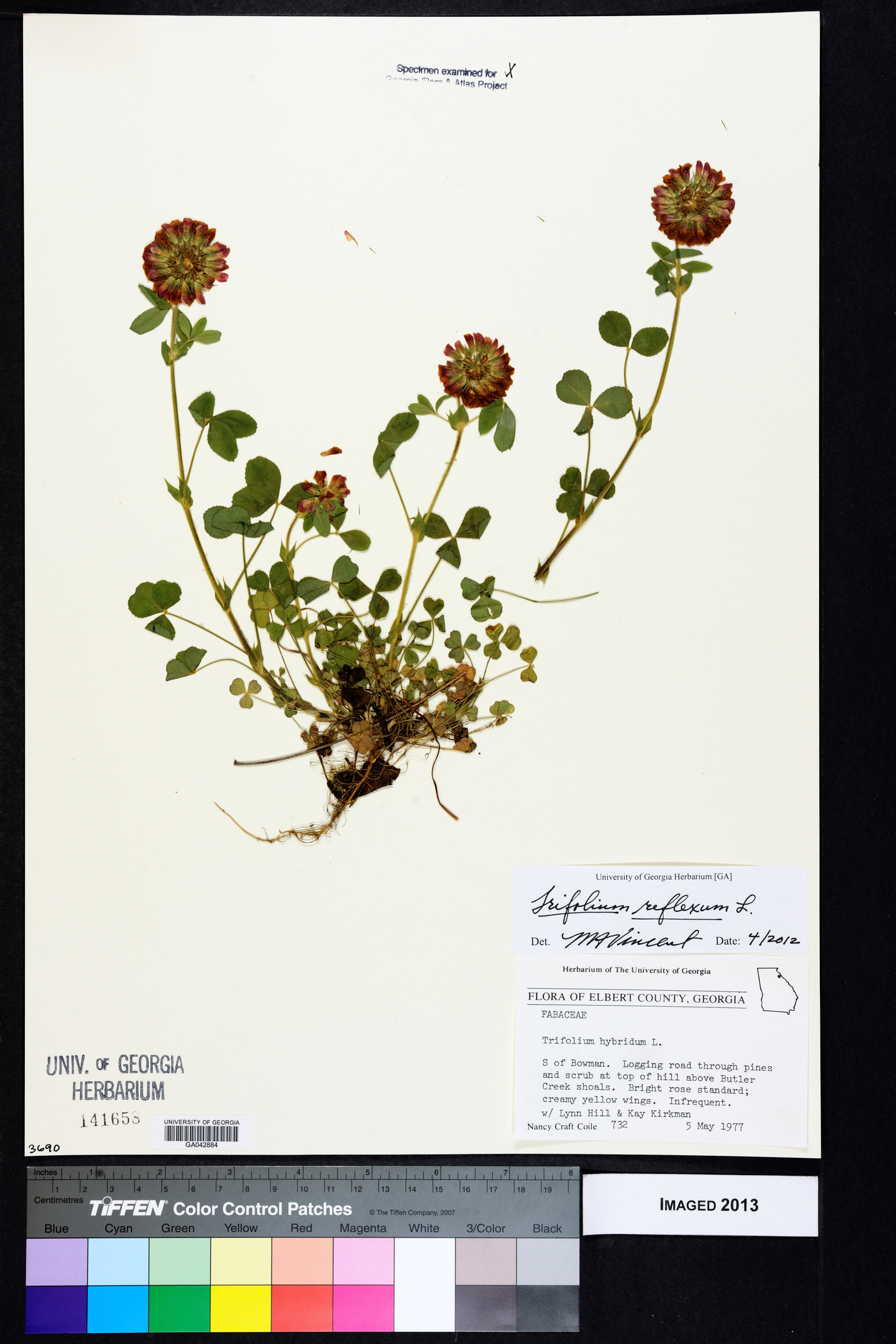 Trifolium reflexum image