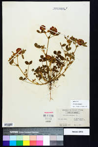 Trifolium reflexum image