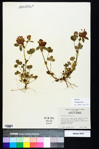 Trifolium reflexum image