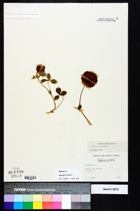 Trifolium reflexum image