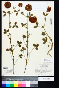 Trifolium reflexum image