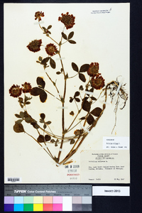 Trifolium reflexum image