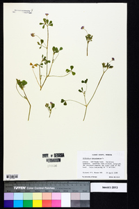 Trifolium resupinatum image