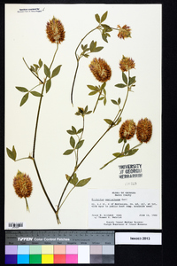 Trifolium vesiculosum image