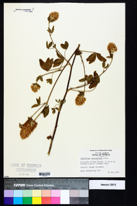 Trifolium vesiculosum image