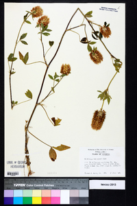 Trifolium vesiculosum image