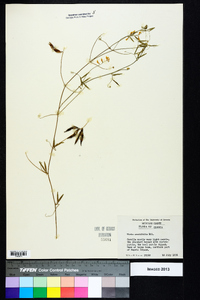 Vicia acutifolia image