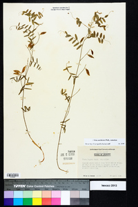 Vicia caroliniana image