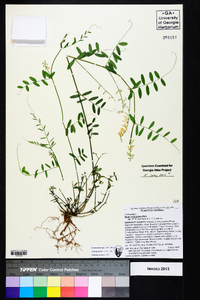 Vicia caroliniana image