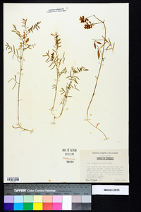 Vicia caroliniana image