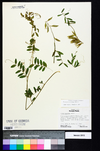 Vicia caroliniana image