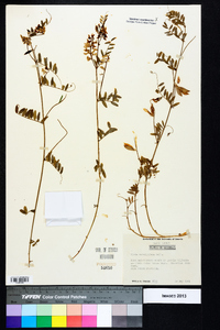 Vicia caroliniana image