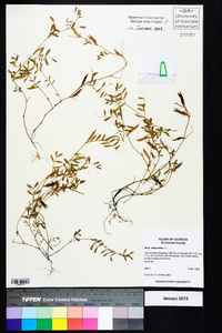 Vicia lathyroides image