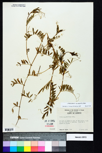 Vicia sativa subsp. nigra image