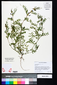 Vicia sativa subsp. nigra image