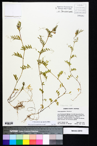 Vicia sativa subsp. nigra image