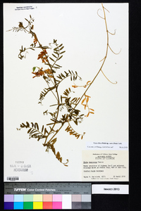 Vicia villosa subsp. varia image