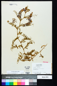 Vicia villosa subsp. villosa image