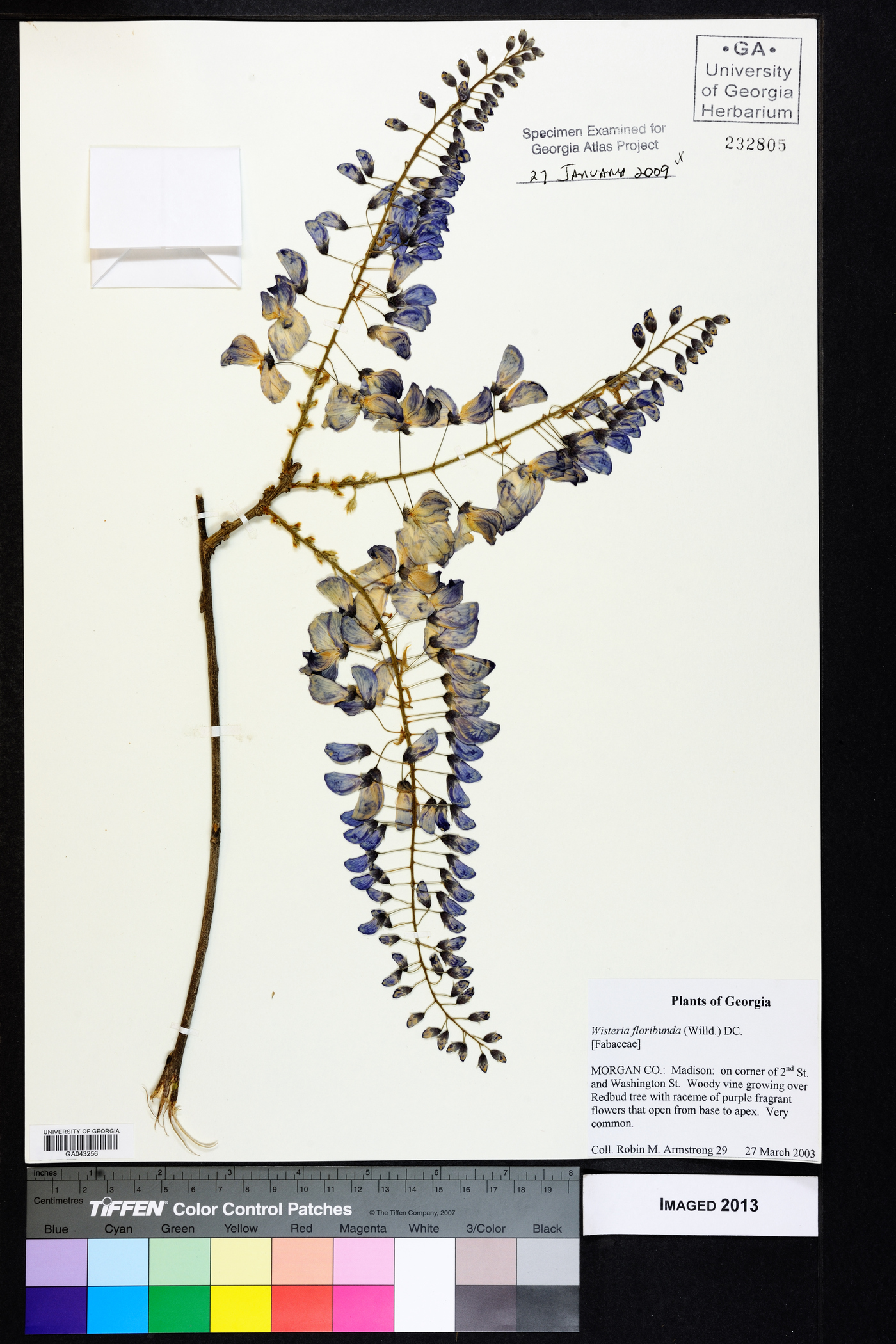 Wisteria floribunda image