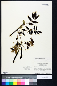 Wisteria frutescens image