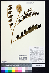 Wisteria frutescens image