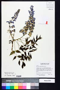 Wisteria sinensis image