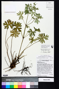 Geranium carolinianum var. carolinianum image