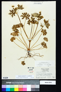 Geranium carolinianum var. carolinianum image
