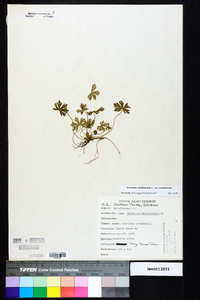 Geranium carolinianum var. carolinianum image