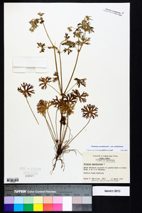 Geranium carolinianum var. carolinianum image