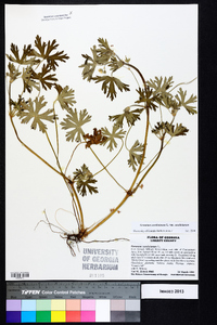 Geranium carolinianum var. carolinianum image
