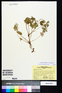 Geranium carolinianum var. carolinianum image