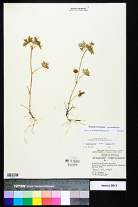 Geranium carolinianum var. carolinianum image