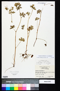 Geranium carolinianum var. carolinianum image