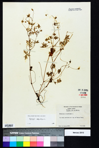 Geranium columbinum image