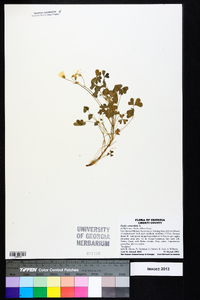 Oxalis corniculata image