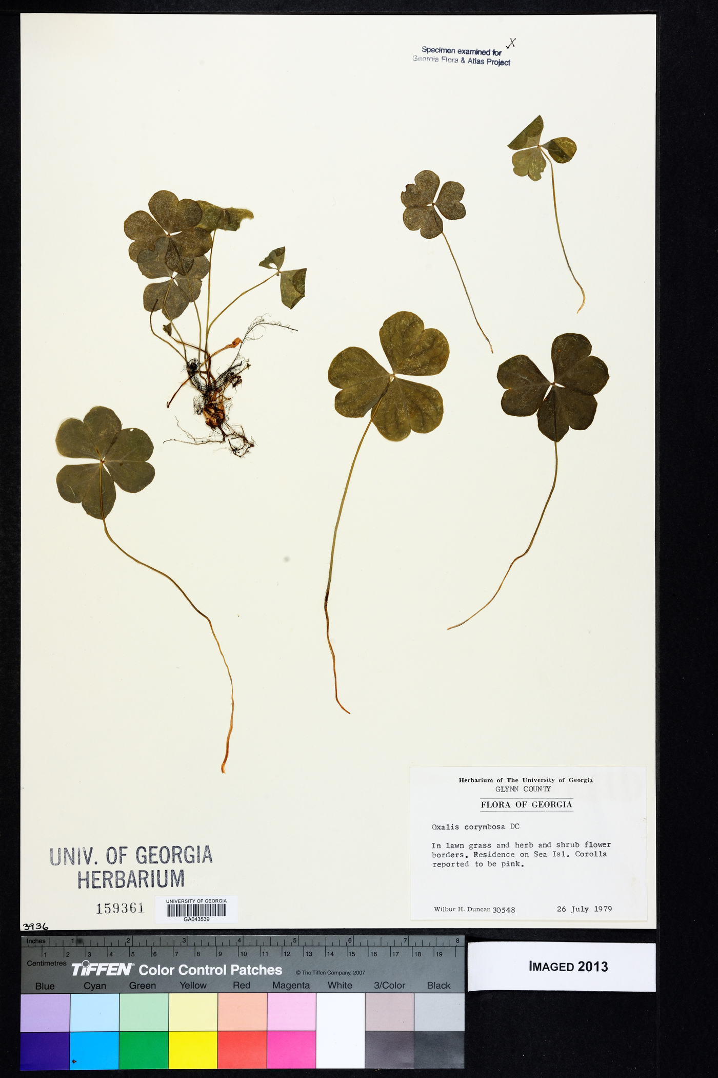 Oxalis debilis var. corymbosa image