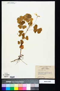 Oxalis grandis image