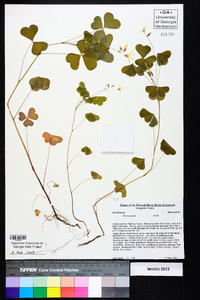 Oxalis grandis image