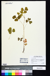 Oxalis grandis image