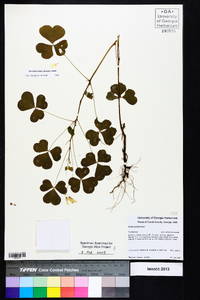 Oxalis grandis image