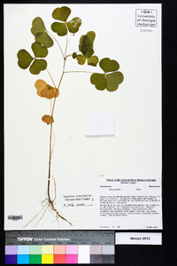 Oxalis grandis image