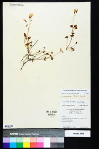 Oxalis priceae image