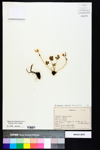 Oxalis rubra image