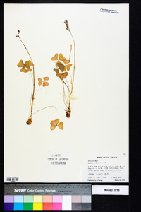 Oxalis rubra image