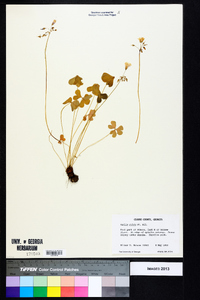 Oxalis rubra image