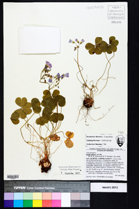 Oxalis rubra image