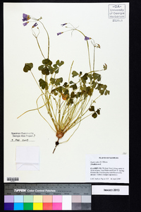 Oxalis rubra image