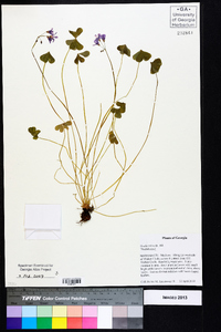 Oxalis rubra image